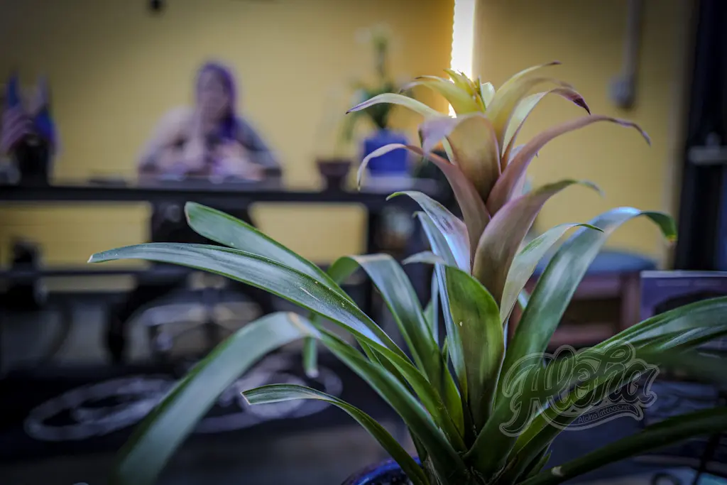 Now Hiring - working in a tattoo shop's busy front end environment